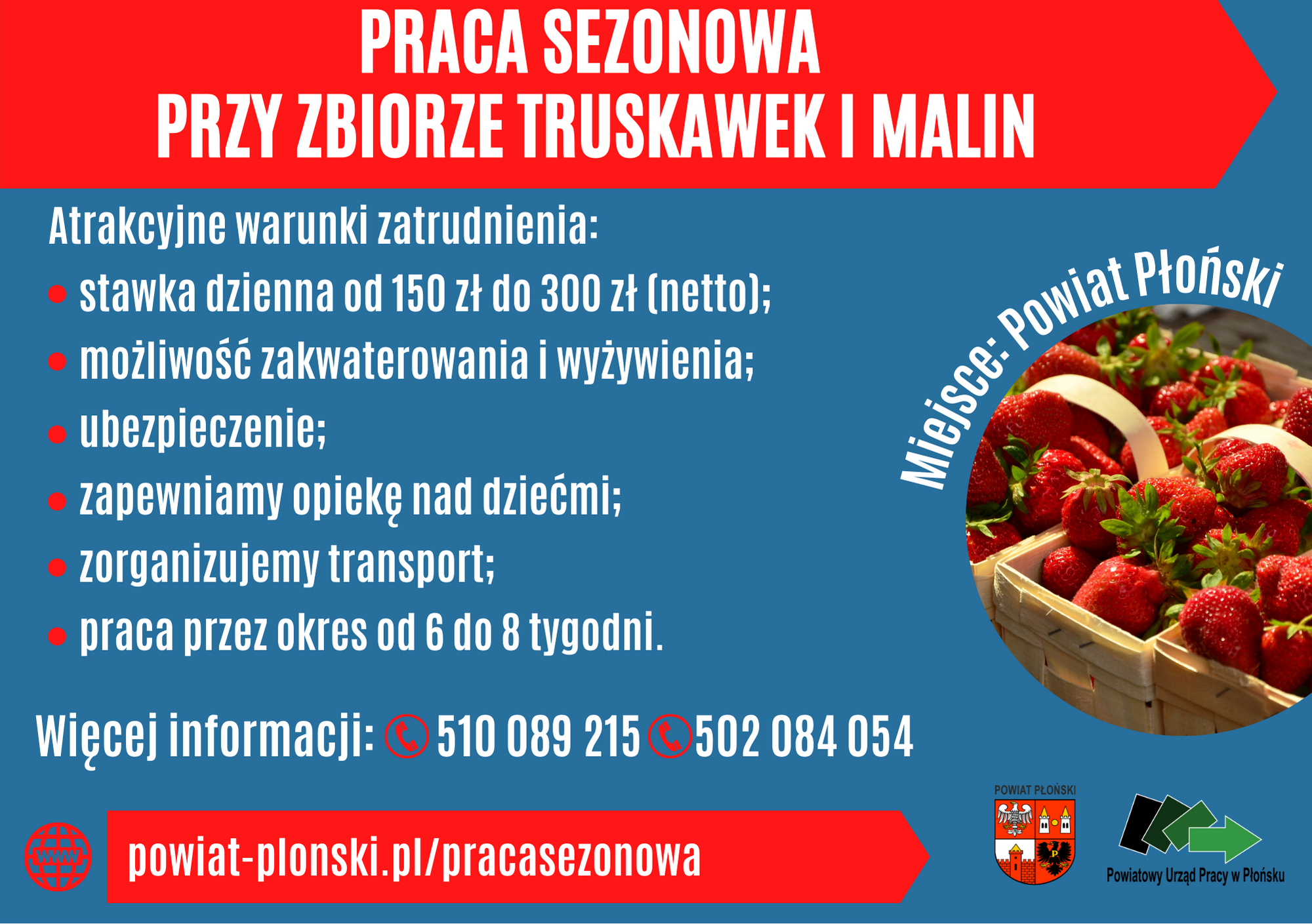 praca sezonowa przy zbiorze truskawek i malin(pl).png